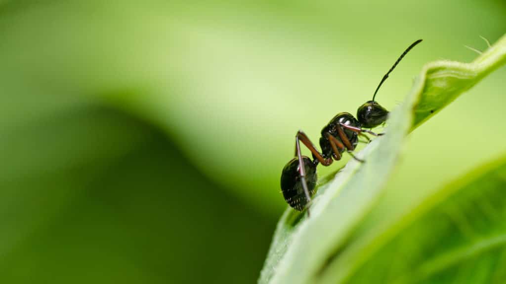 Nützling oder Schädling – Ameisen im Garten