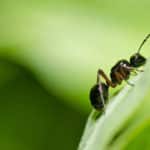 Nützling oder Schädling – Ameisen im Garten