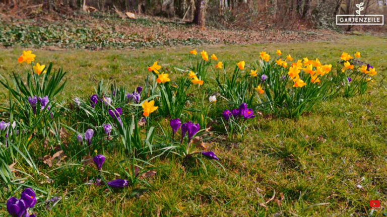 Narzissen in den Rasen pflanzen » Gartenzeile.de