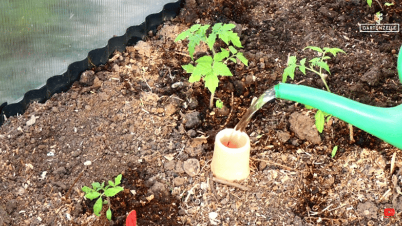 Wir haben die Olla von Bio Green bei der Bewässerung von Tomaten getestet