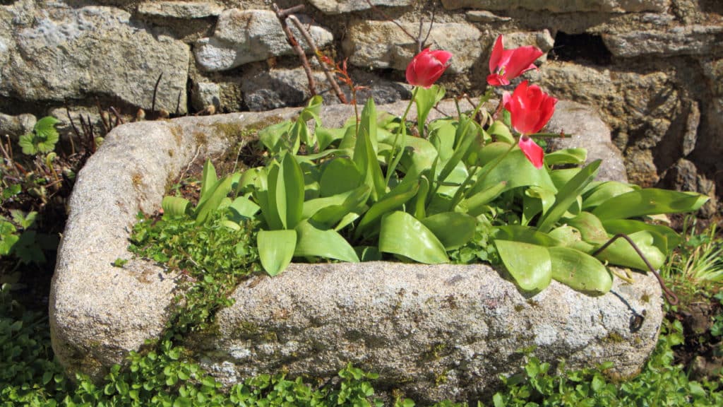 Steintrog als Pflanz- und Blumentopf