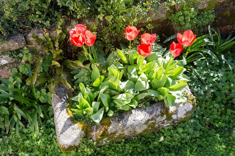 Steintröge wirken einfach wunderschön im Garten