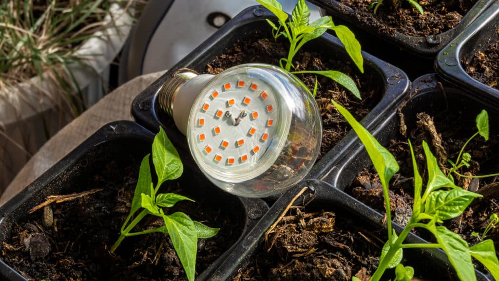 Tageslichtlampe für Pflanzen