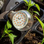Tageslichtlampe für Pflanzen