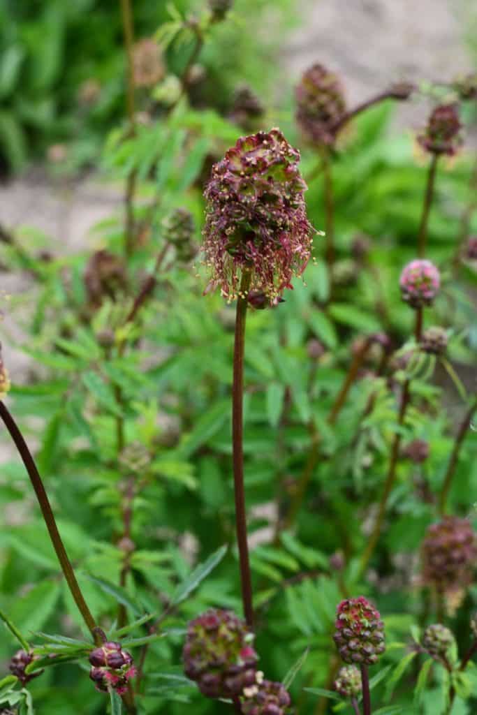 Bild von der Blüte der Pimpernelle