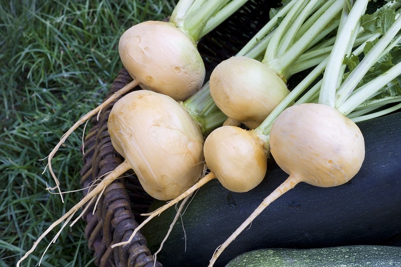 Mairüben wurden zum Kochen geerntet