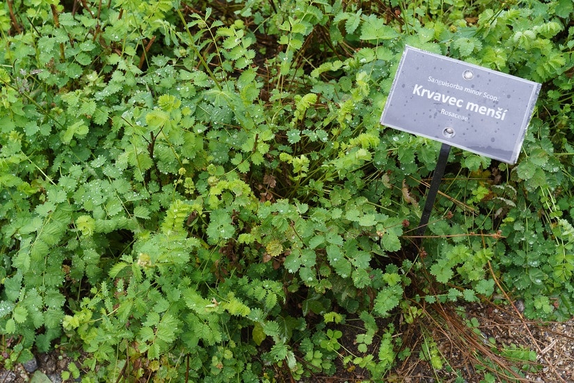 Pimpernelle in einem Heilkräuter-Beet