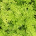 Zierspargel: Die anspruchslose Schönheit - Gestaltungstipps und Pflegehinweise für Garten und Floristik