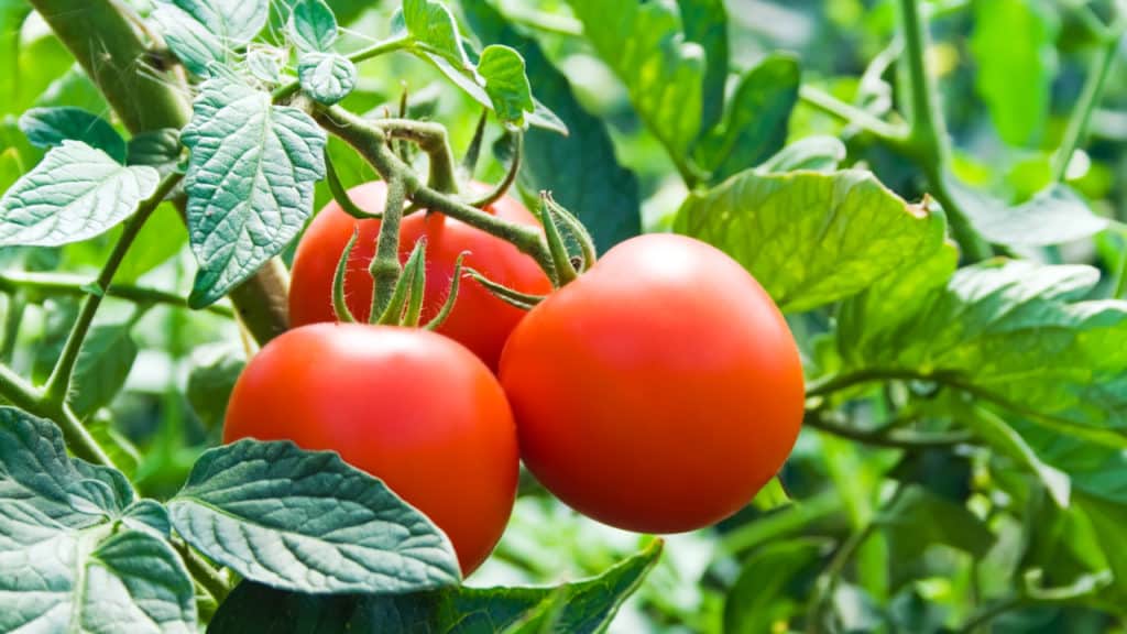 Buschtomaten: Anbau, Pflege und kulinarische Verwendung