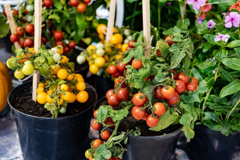 Buschtomaten im Kübel