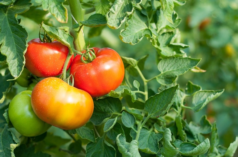 Nicht ausgegeizte Buschtomaten