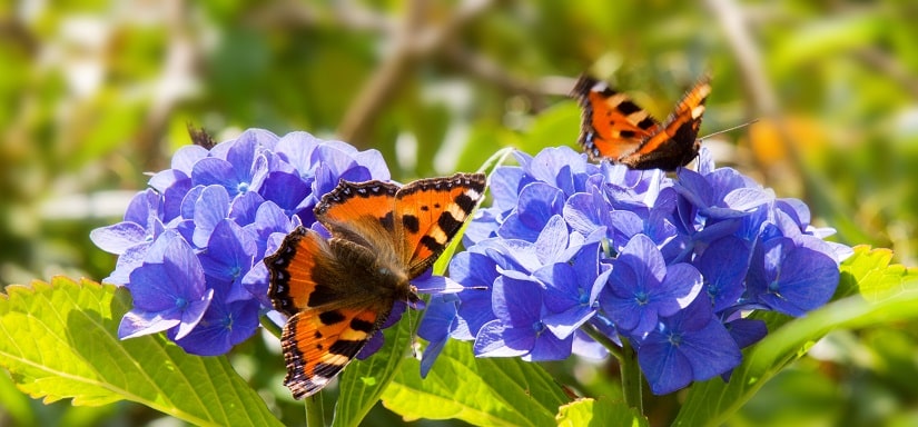 Gartenhortensie