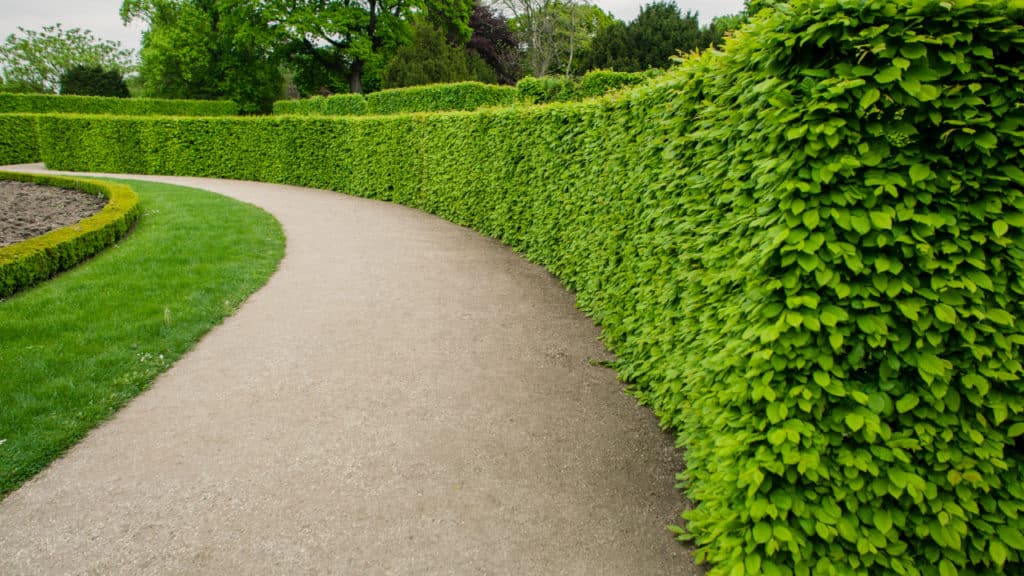 Heckendünger für jede Saison: Welche Hecken sollte man wann düngen?