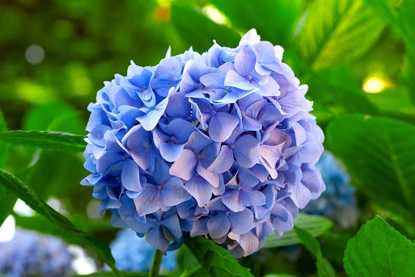 Blaue Hortensie mit Alaun