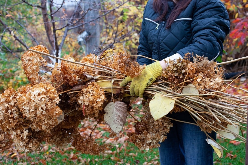 Hortensien, die im Herbst zurückgeschnitten wurden