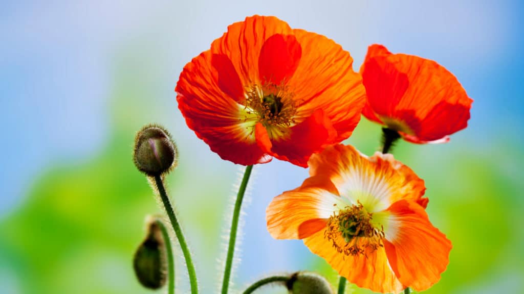 Islandmohn: Die faszinierende Blume aus dem hohen Norden