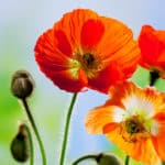 Islandmohn: Die faszinierende Blume aus dem hohen Norden