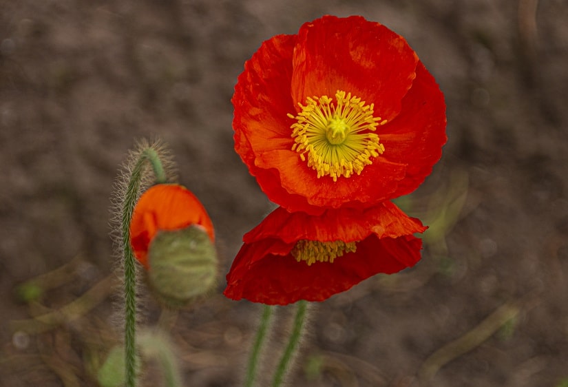 Orangene Islandmohn-Blüte