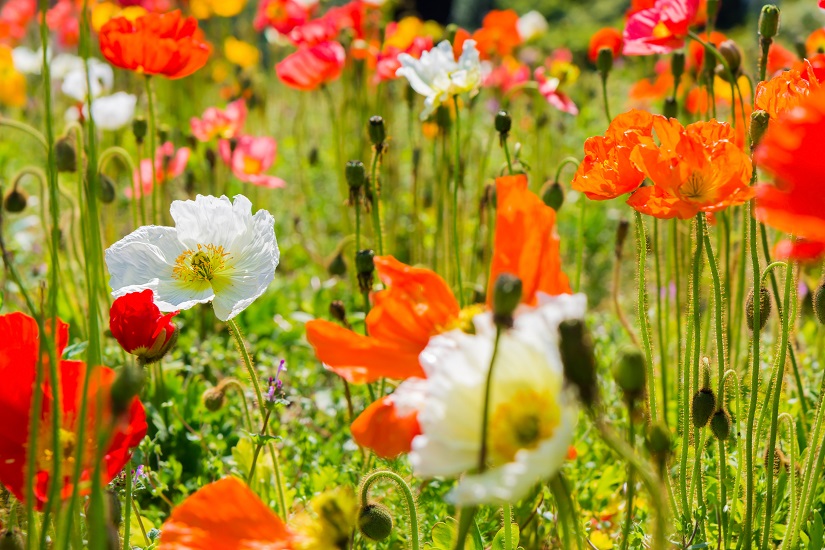 Wiese mit Islandmohn