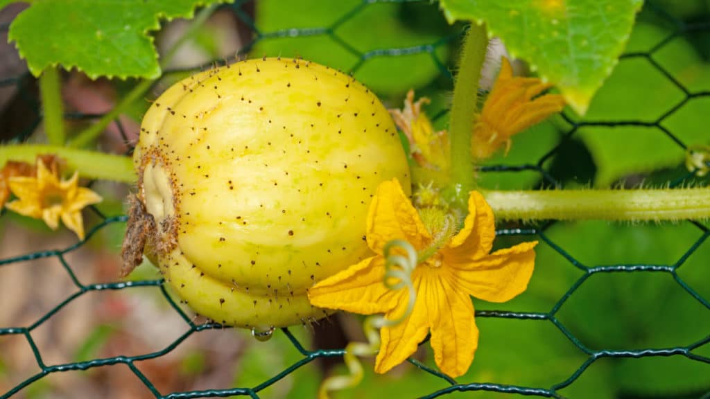 eine Zitronengurke in einem Garten