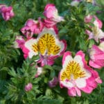 Bauernorchidee: Eine robuste und pflegeleichte Pflanze
