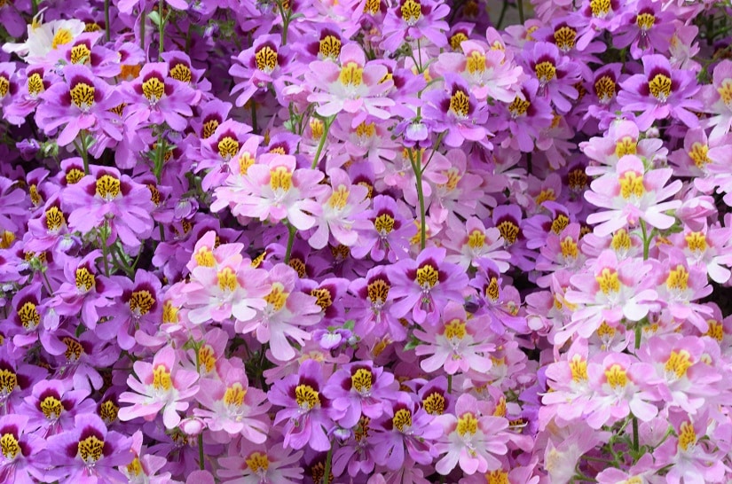 Viele rosane Bauernorchideen in einem Garten, ein wunderschöner Anblick