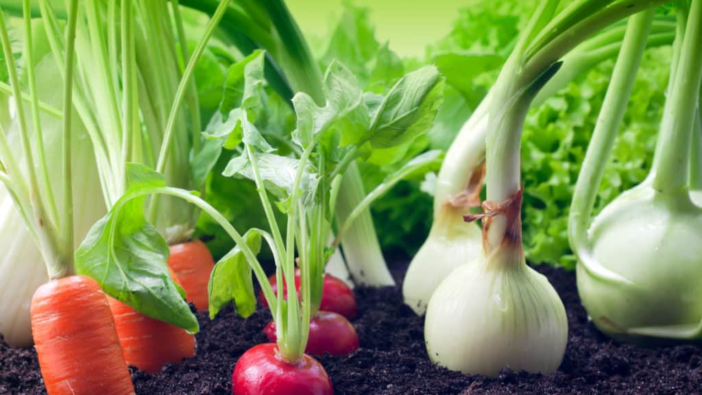 Das erste Gemüsebeet: eigenes Gemüse anbauen für Anfänger
