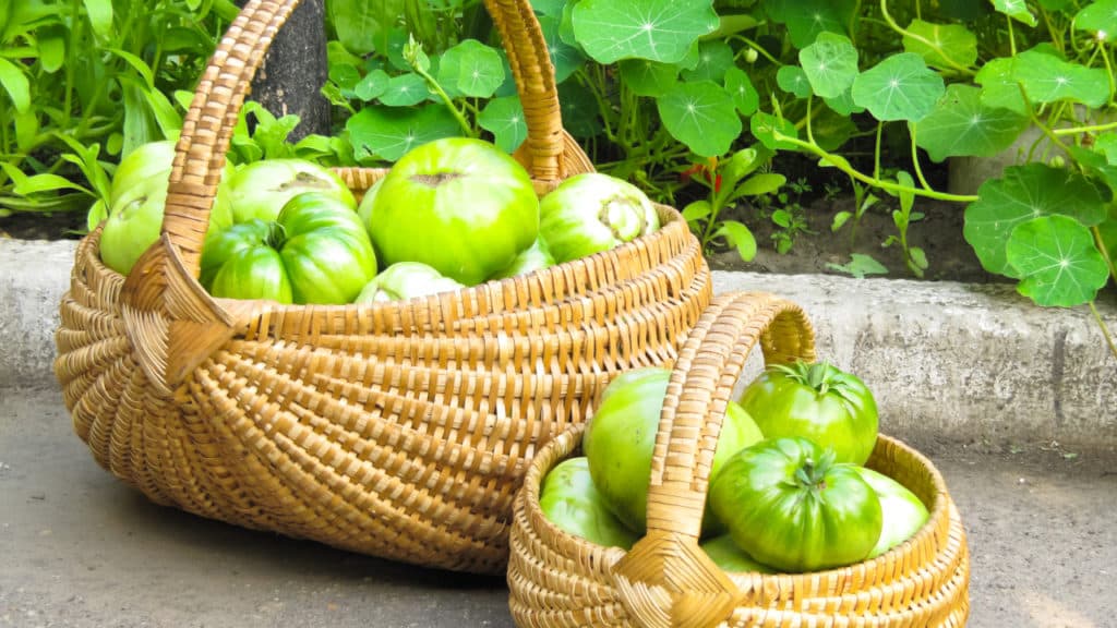 Grüne Tomaten nachreifen – geht das wirklich?