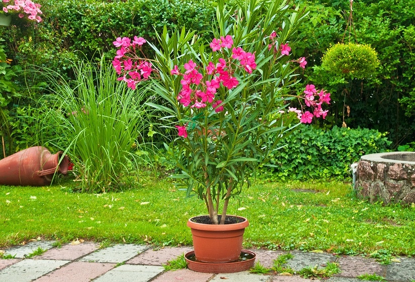 Oleander im Kübel in einem schönen Garten