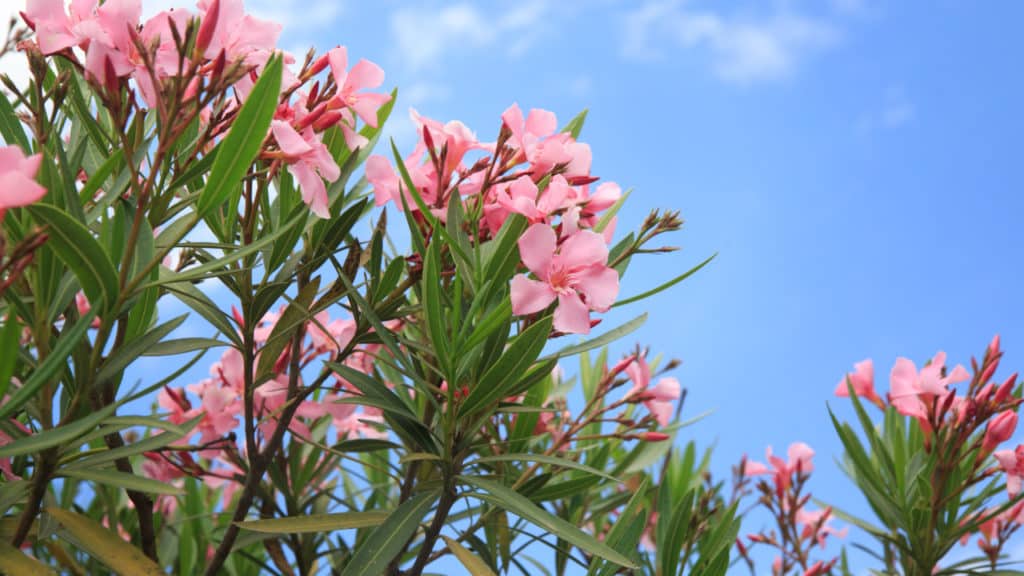 Oleander vermehren leicht gemacht