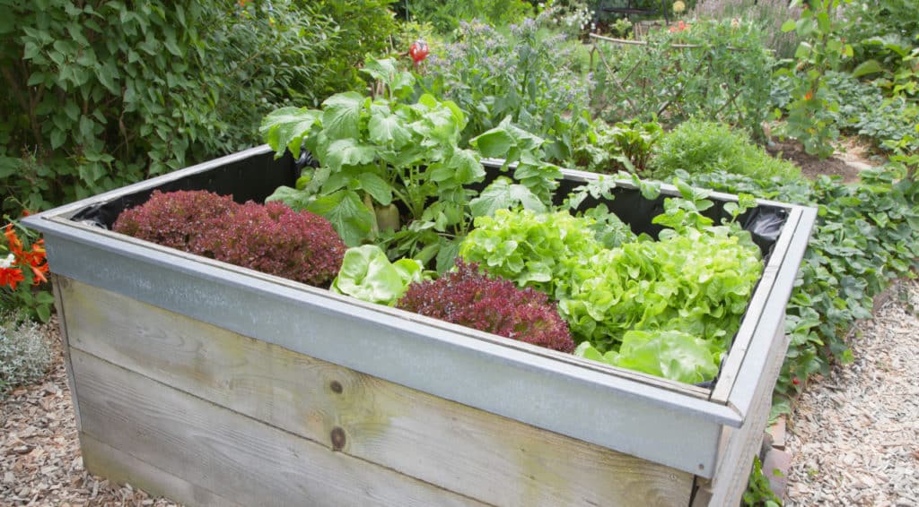 Hochbeet mit Gemüse in einem schönen Garten