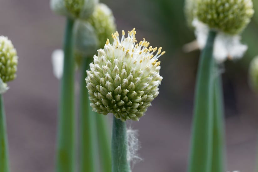 Blüte der Winterheckenzwiebel