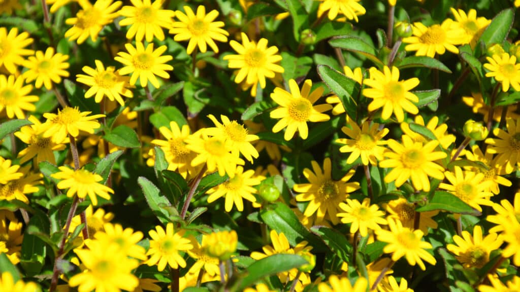 Husarenknopf in einem Garten