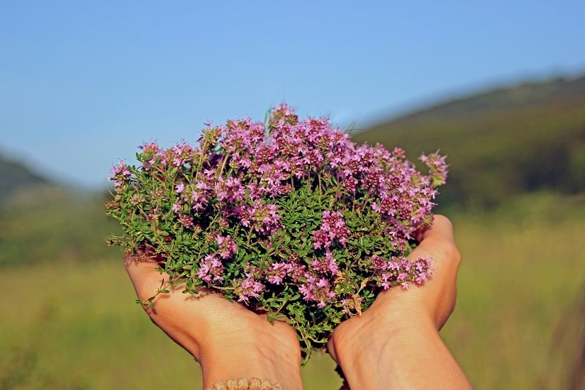 Frisch geernteter Feldthymian
