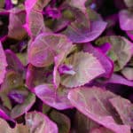 Gartenmelde: Anbau, Pflege und Nutzung der gesunden Gemüsepflanze