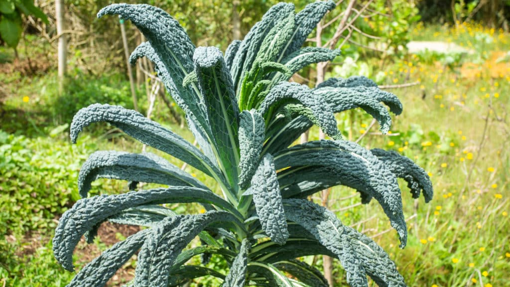 Schwarzkohl mit großen Blättern in einem Garten