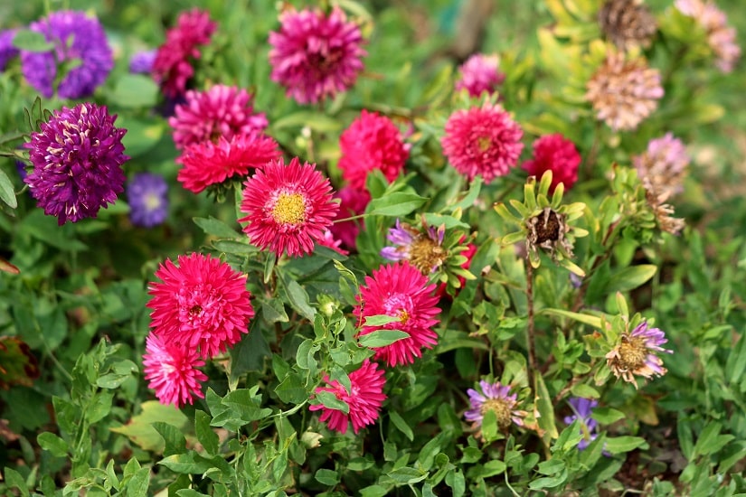 Sommeraster in einem Garten