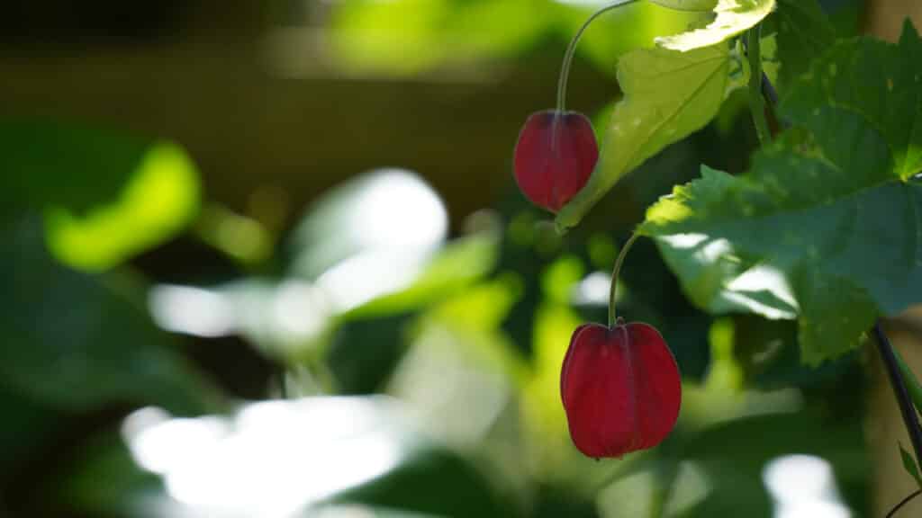 Ananaskirsche: die exotische Verführung