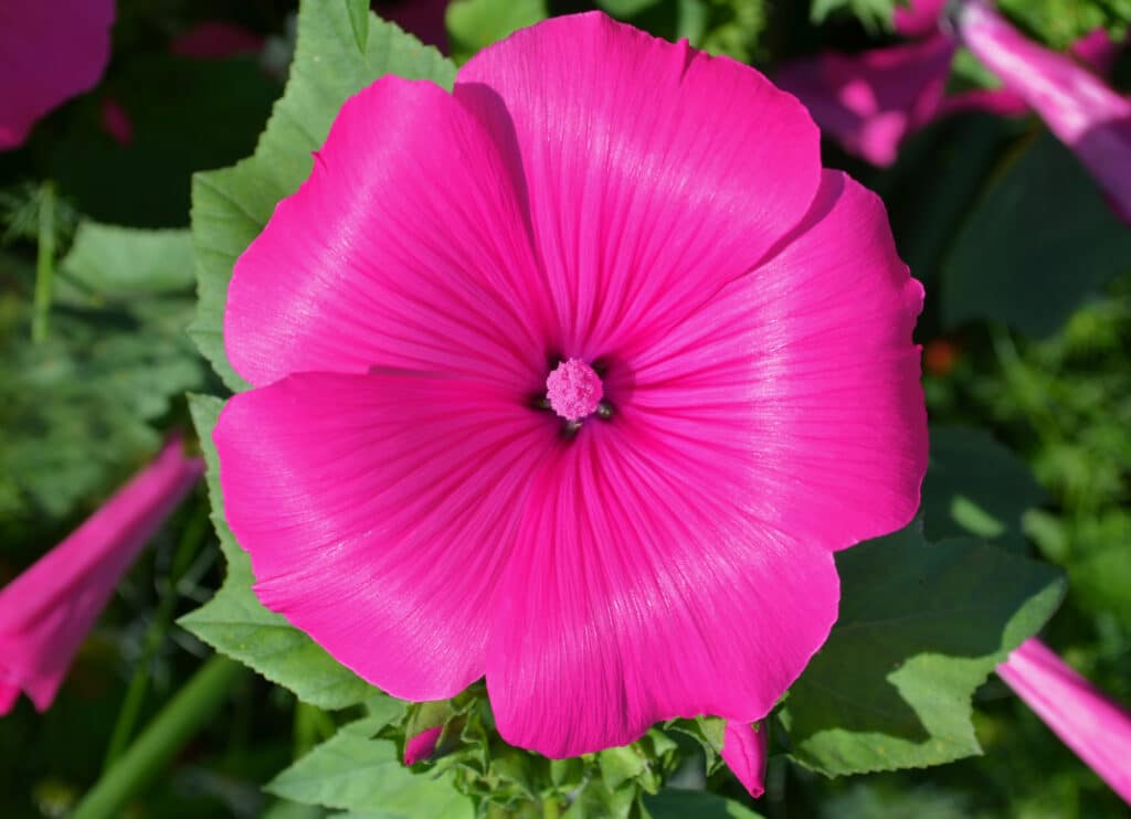 Sehr schöne Blüte einer Bechermalve in einem Garten