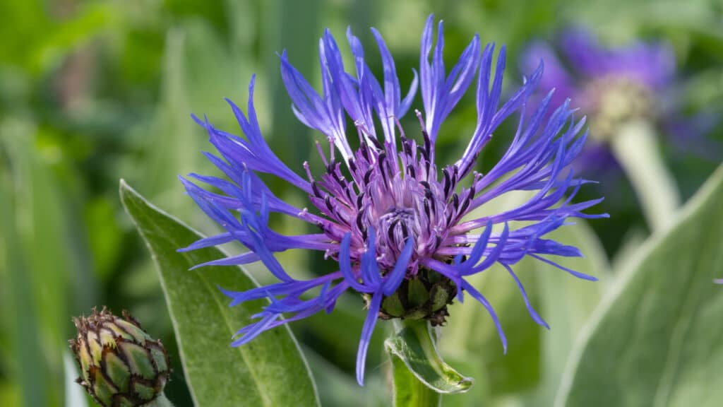 Eine Bergflockenblume