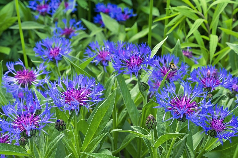 Viele Bergflockenblumen in einem schönen Garten