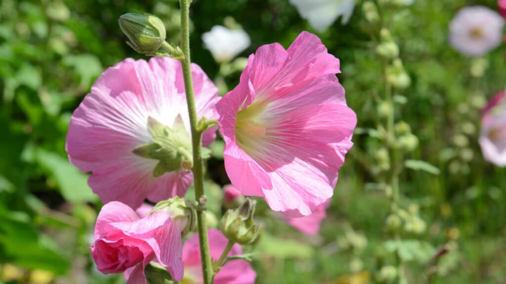 Die Gewöhnliche Stockrose