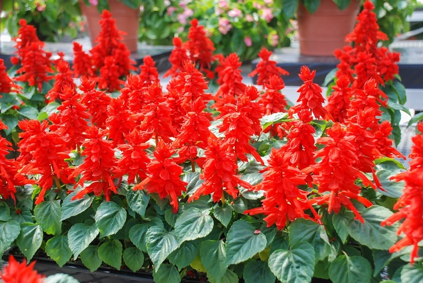 Feuersalbei in voller Blüte in einem Garten