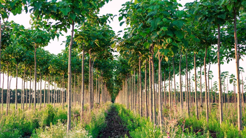 Eine Kiribaum-Plantage