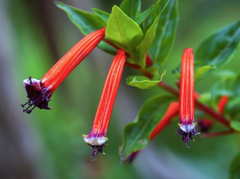Rote Blüten desKöcherblümchens 