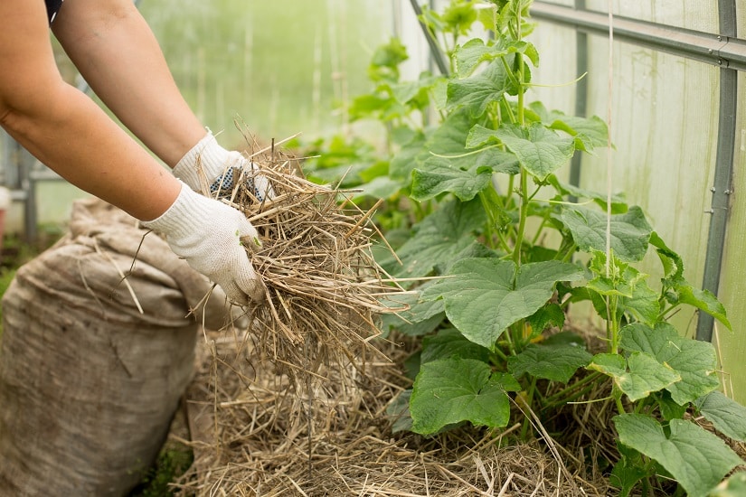 eine Frau mulcht mit Gartenabfällen in ihrem Garten