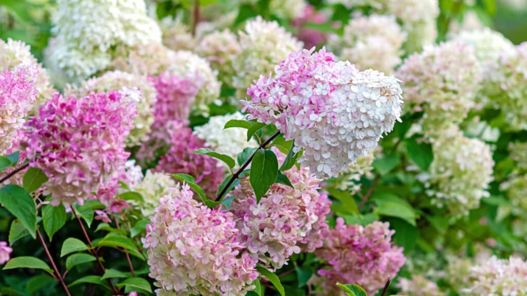 Rispenhortensie in einem Garten