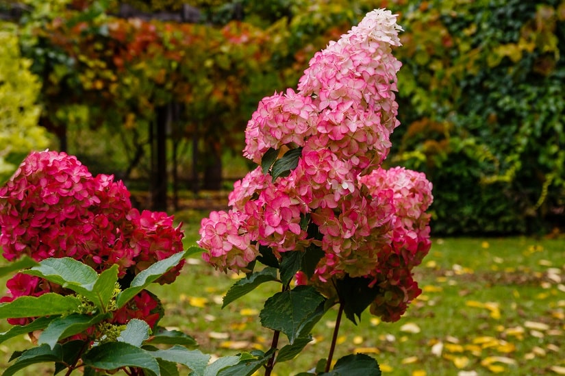 Rosane Rispenhortensie in einem schönen Garten im Herbst