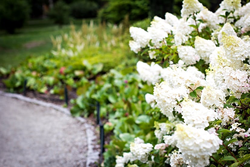 Weiße Blüte der Rispenhortensie in einem gepflegten Park