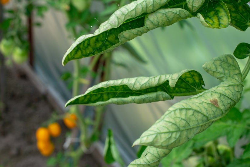 Tomaten-Pflanze mit eingerollten Blättern
